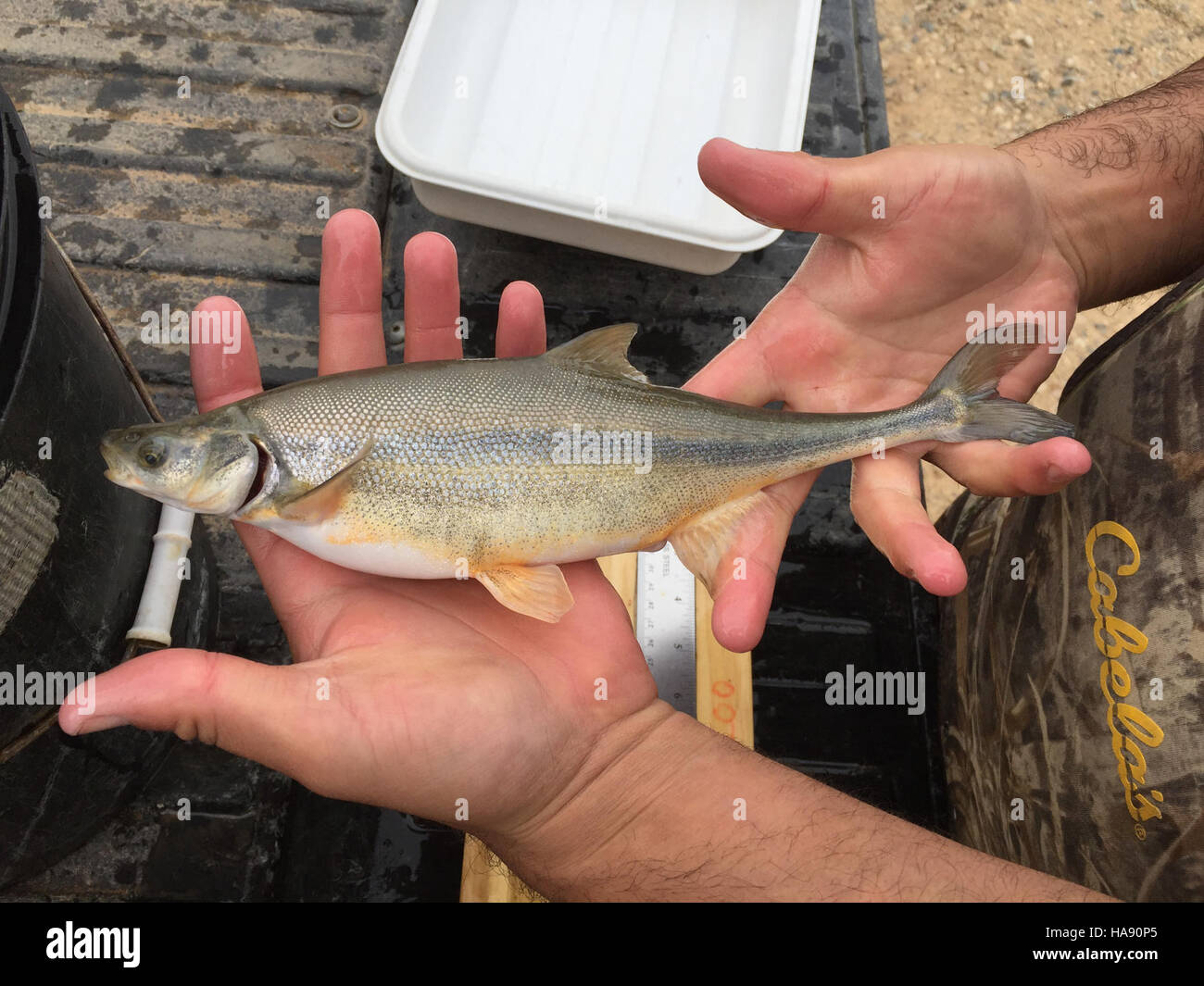 Bonytail hi-res stock photography and images - Alamy