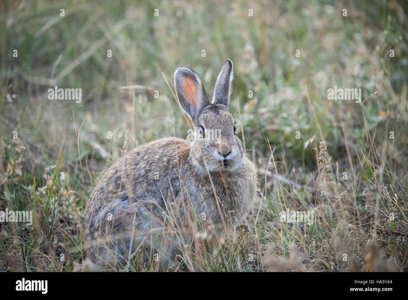 A Cottontail Rabbit at Benton Lake National Wildlife Refuge is captured ...