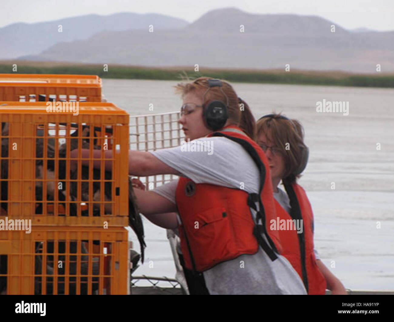 usfwsmtnprairie 4977128308 Canada geese in cages for banding Stock