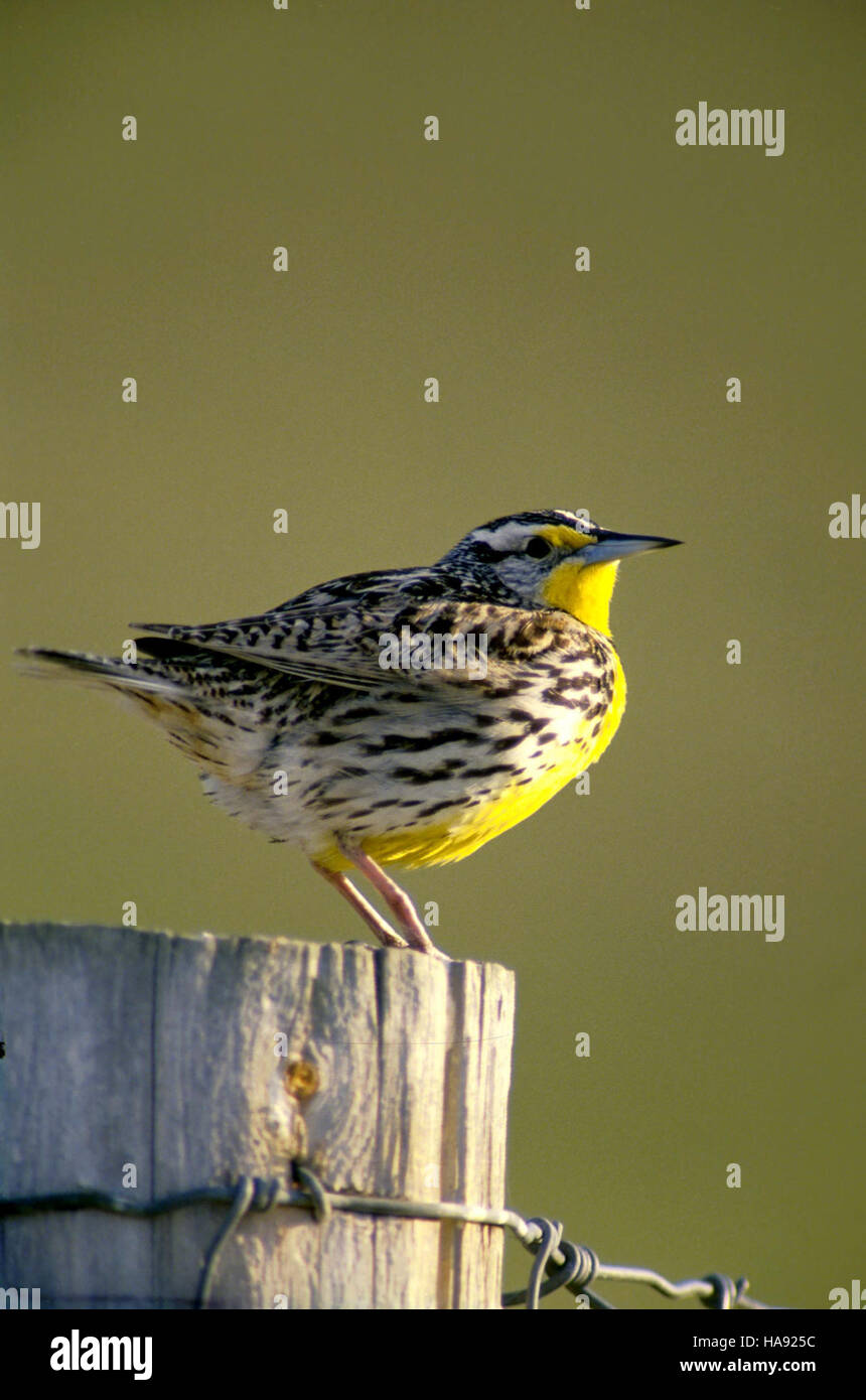 usfwsmtnprairie 5179569823 Meadow Lark Stock Photo