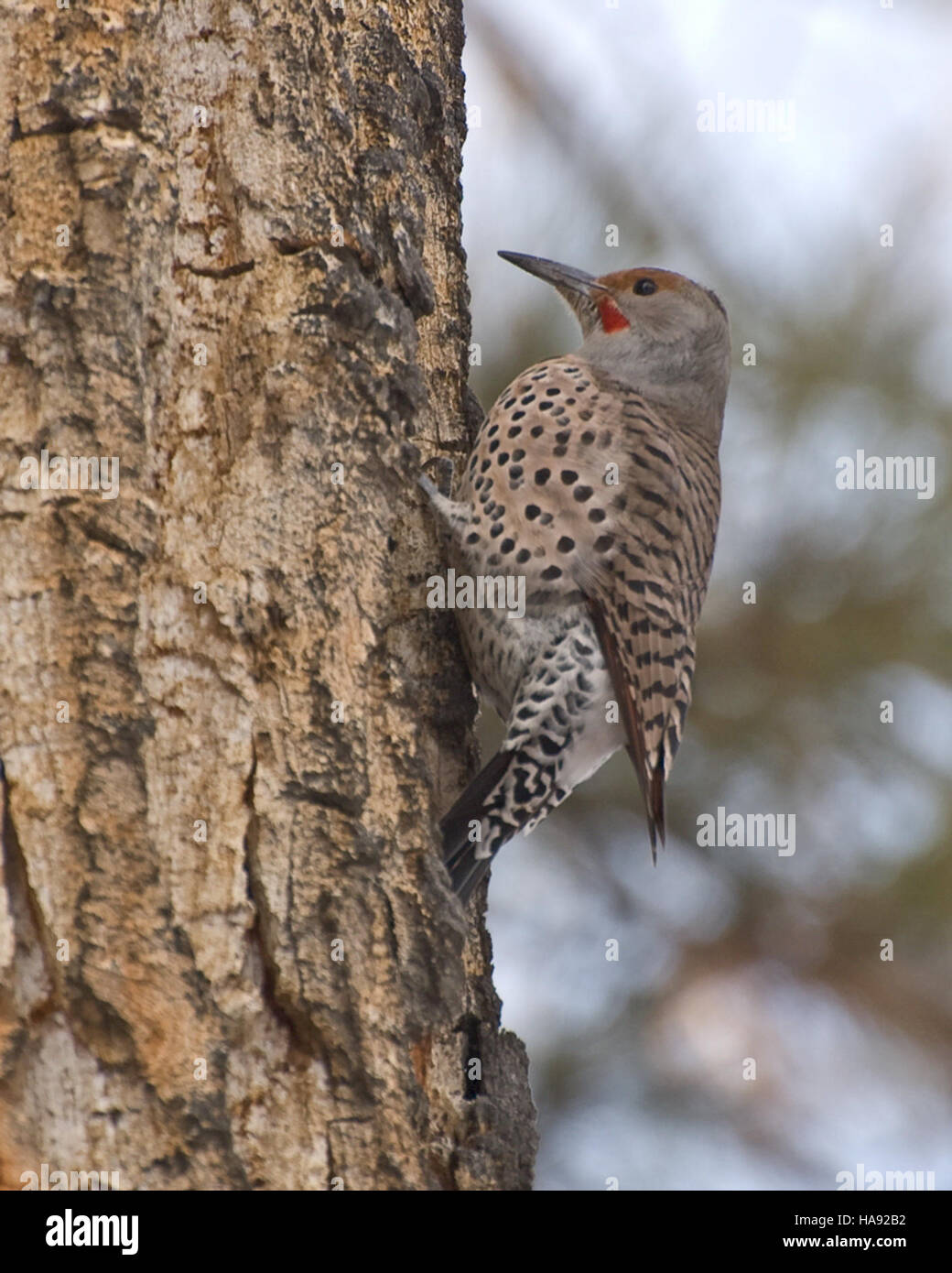 Prairie type hi-res stock photography and images - Alamy