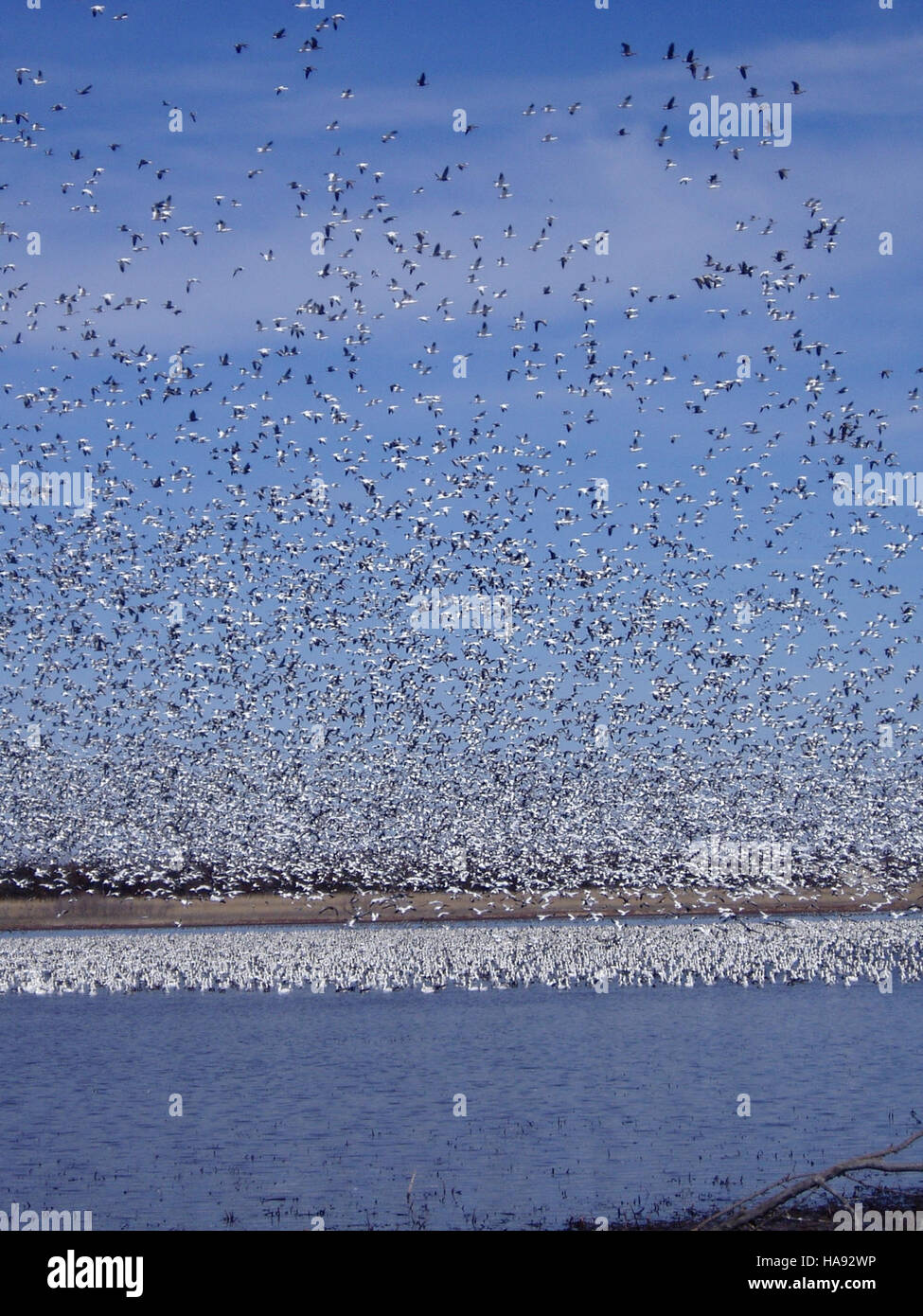 A flock of birds flies over a national park, demonstrating the rich ...