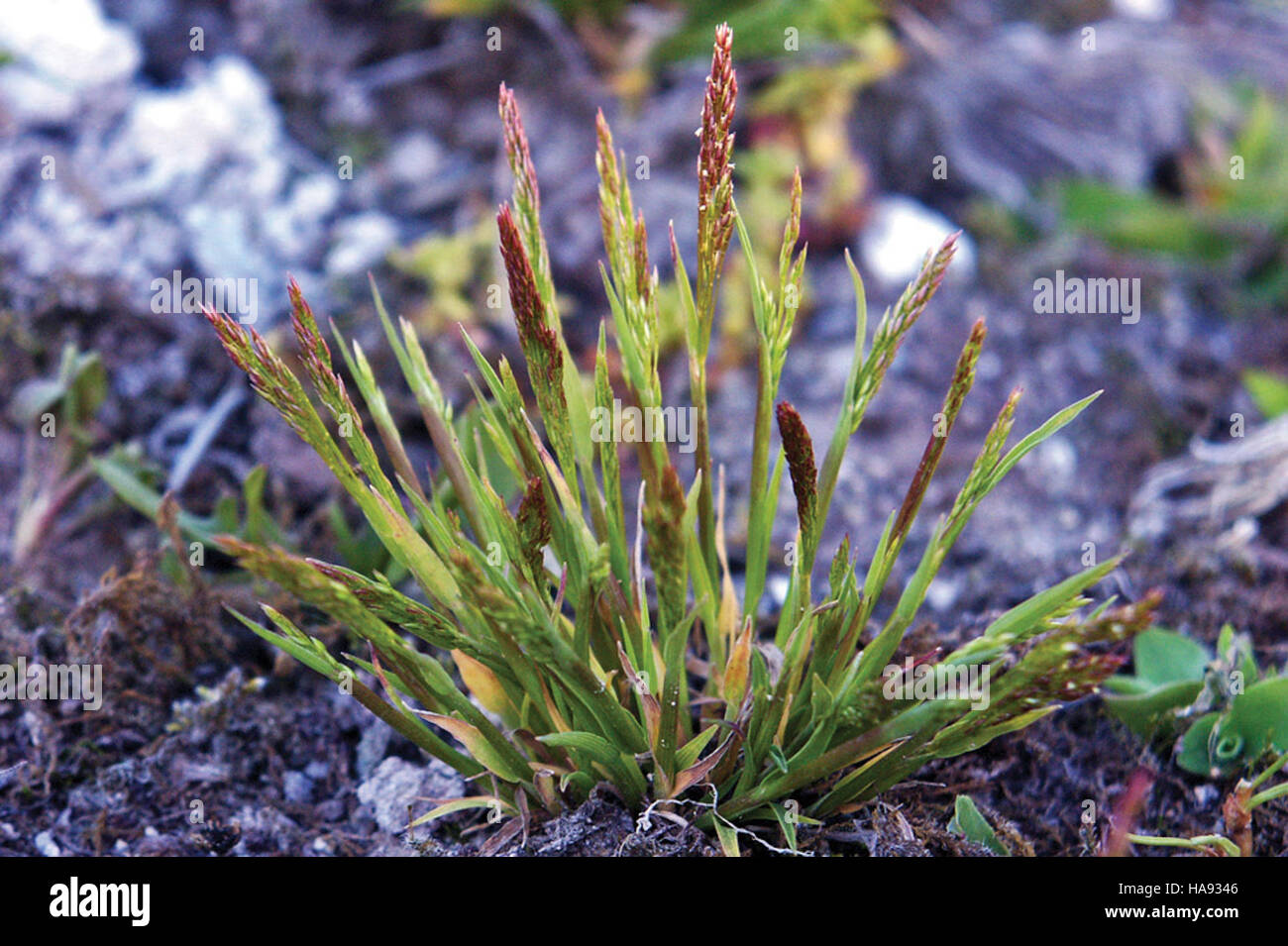 Bentgrass hires stock photography and images Alamy