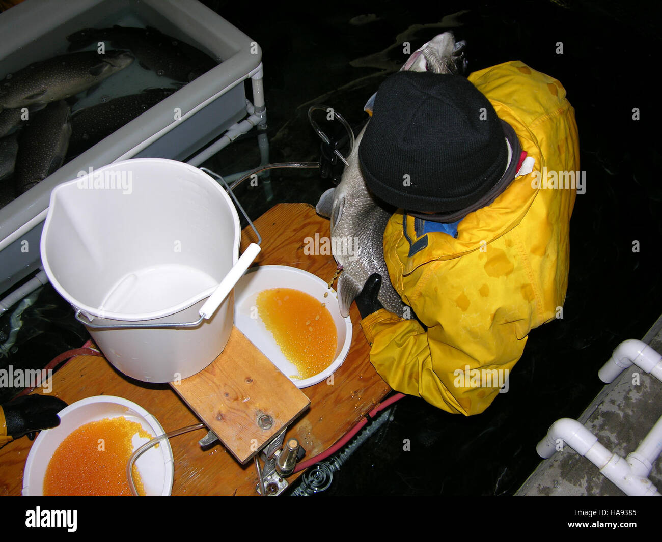 usfwsmtnprairie 5882144850 Spawning Lake Trout Stock Photo Alamy