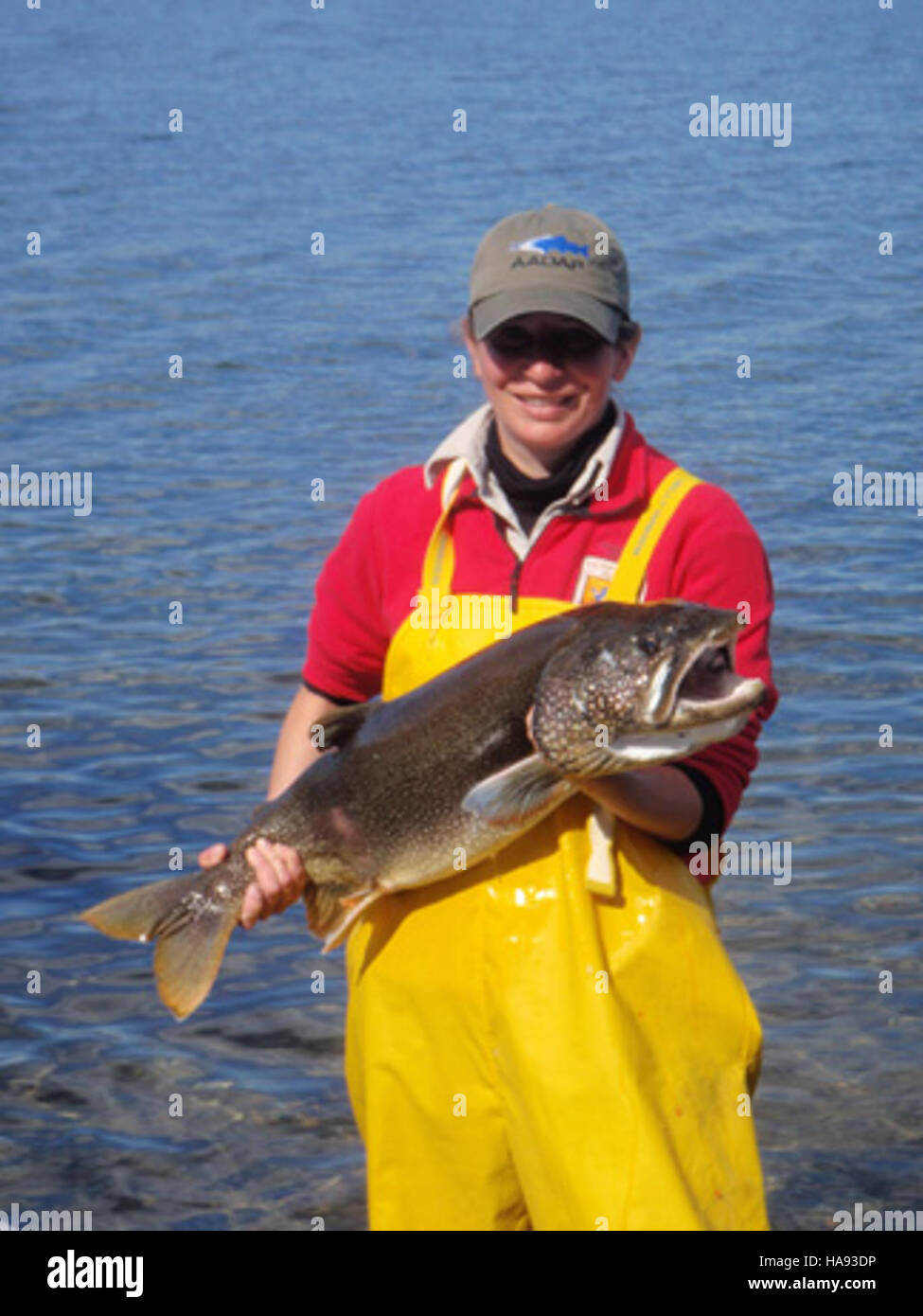eddiesfisheriesfws 23288233829 Spawning Lewis Lake Trout in Yellowstone