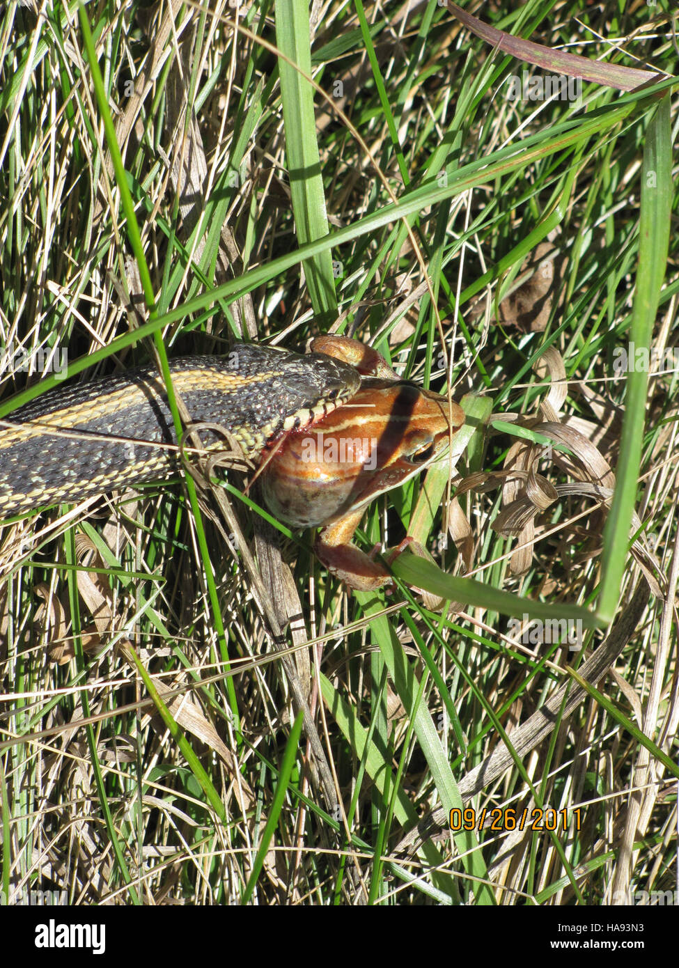 usfwsmtnprairie 6188887674 Common Garter Snake eats a Wood Frog Stock ...