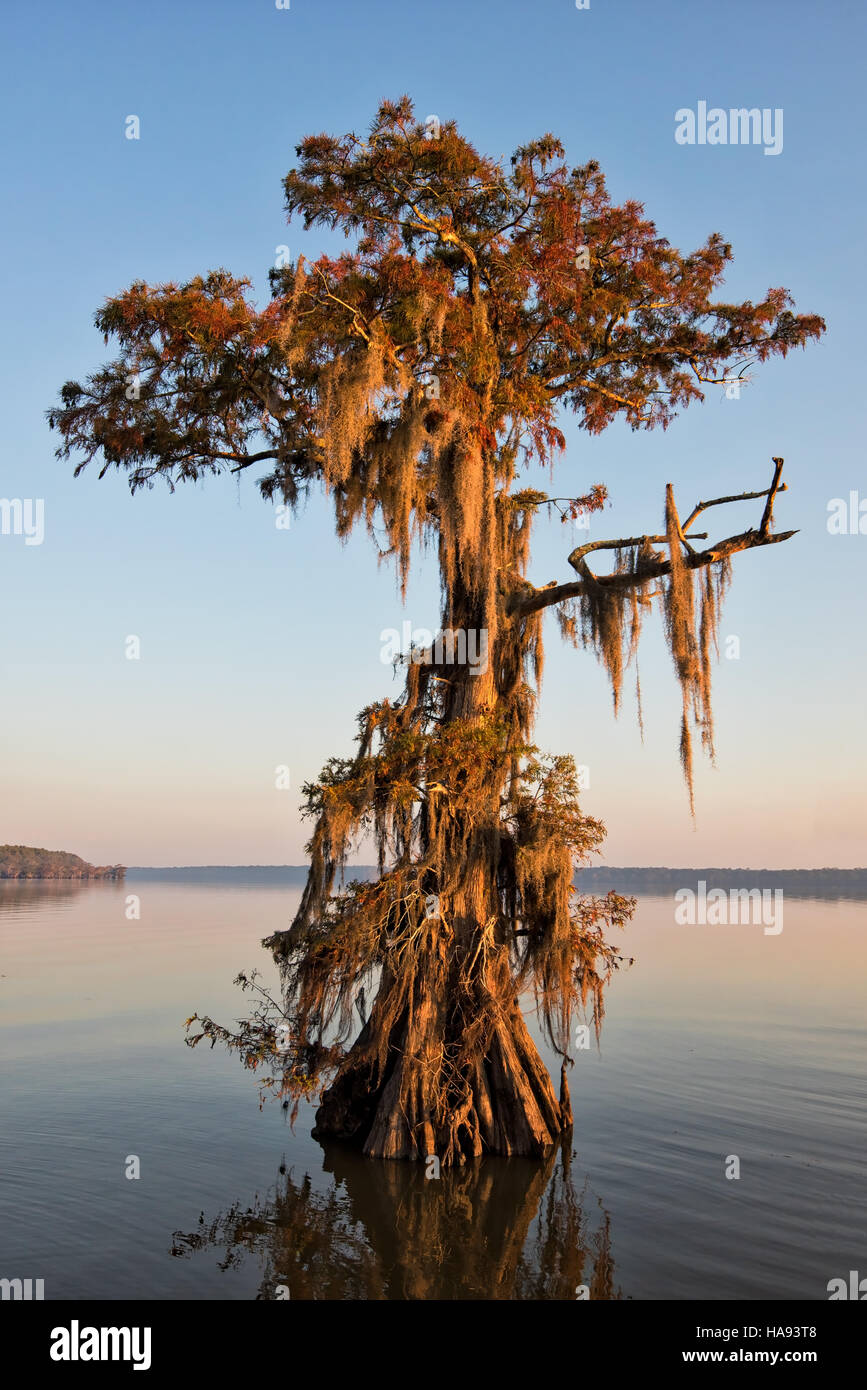 Lone Fall Cypress–Lake Dauterive Stock Photo