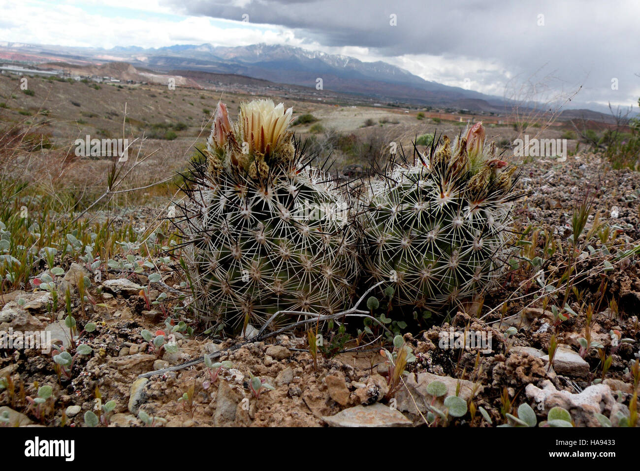 usfwsmtnprairie 6307399642 Siler pincushion cactus (Pediocactus sileri) Stock Photo