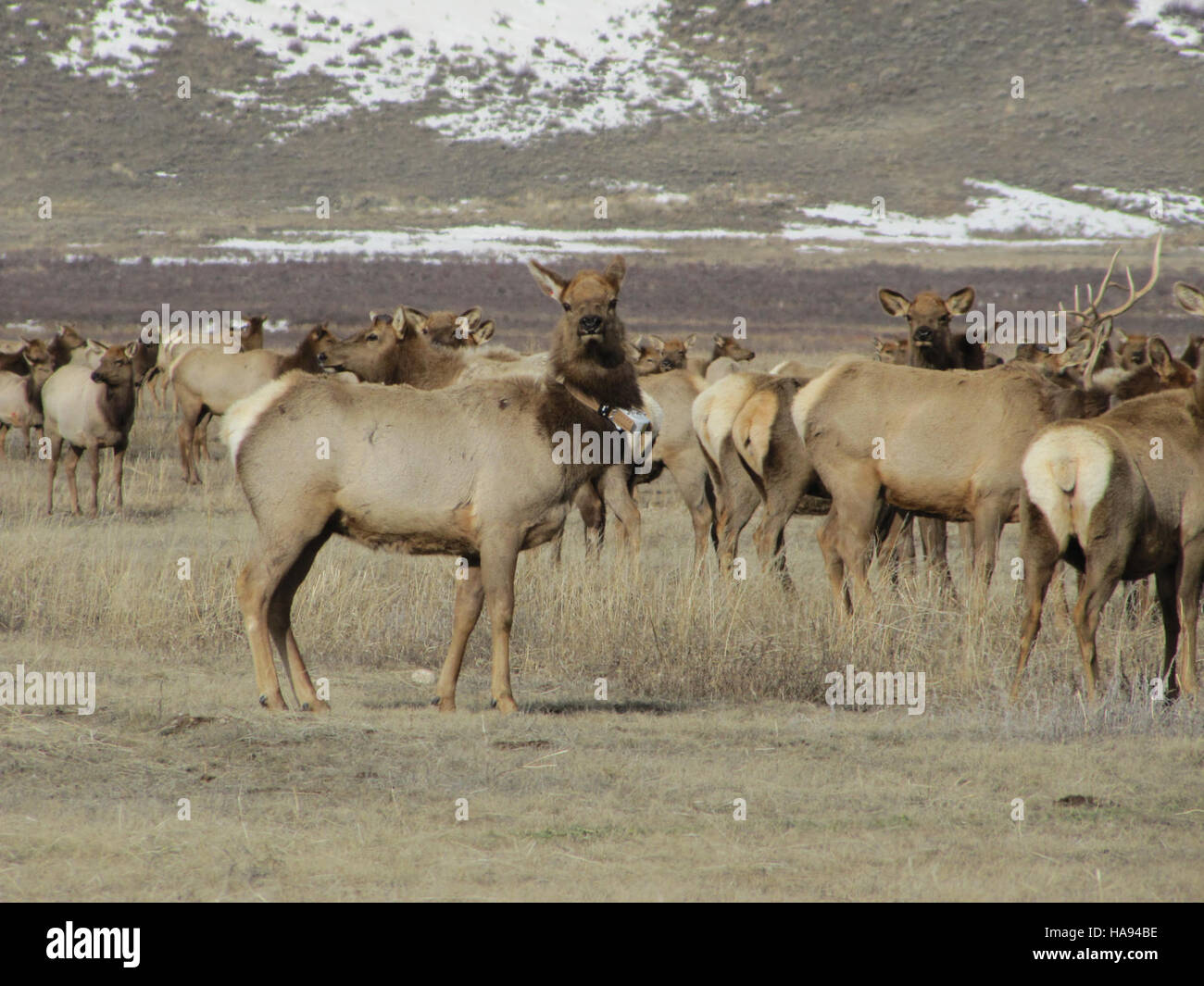 Animls Returning This image captures wildlife in a national park, specifically a herd of ...