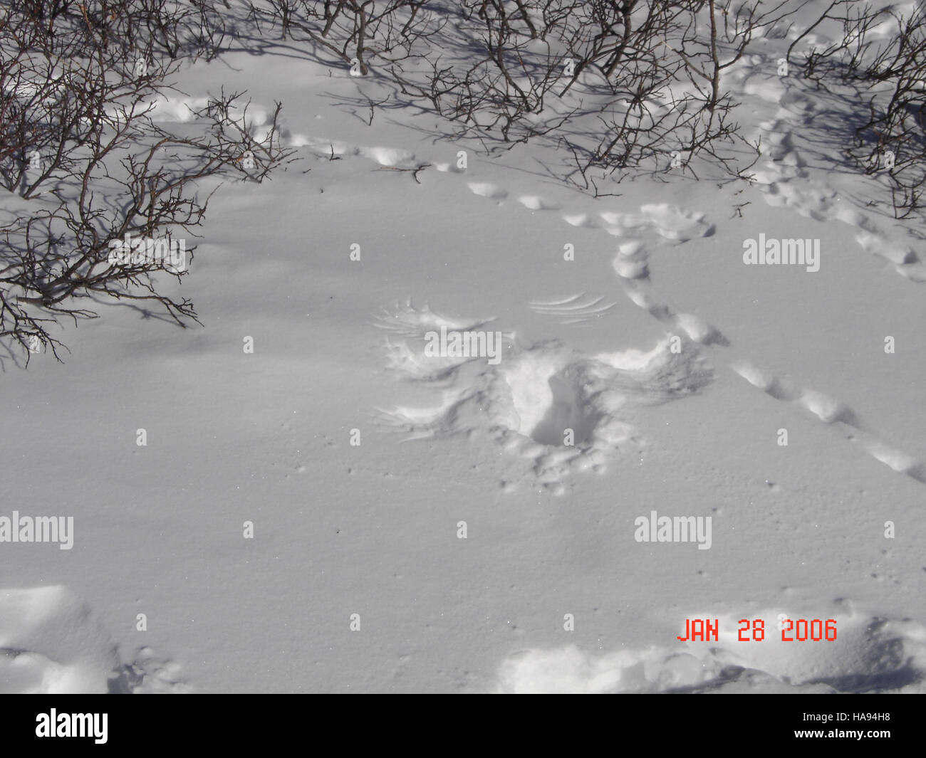 White-tailed Ptarmigan footprints in the snow at a national park ...