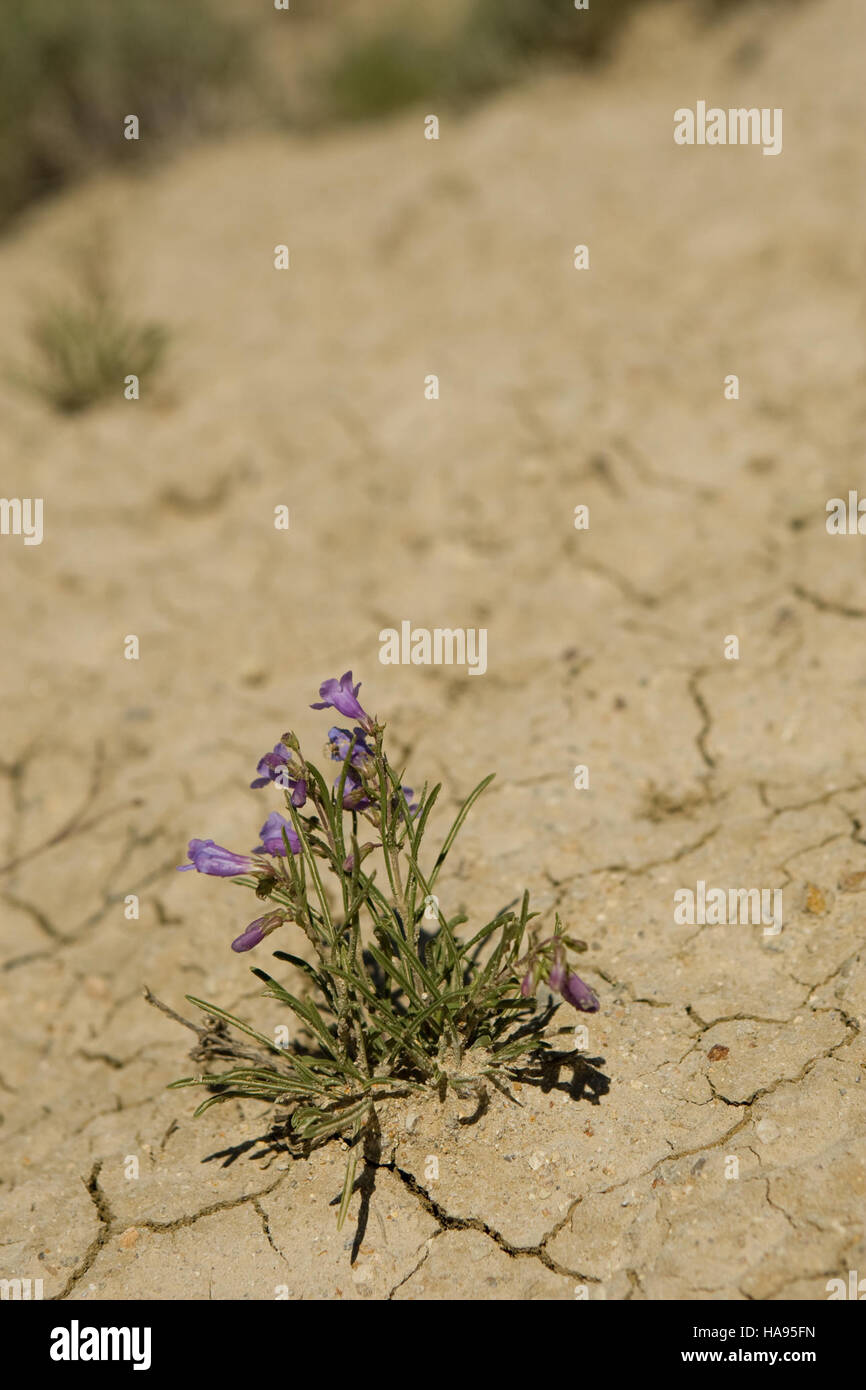 U s native flora hi-res stock photography and images - Alamy