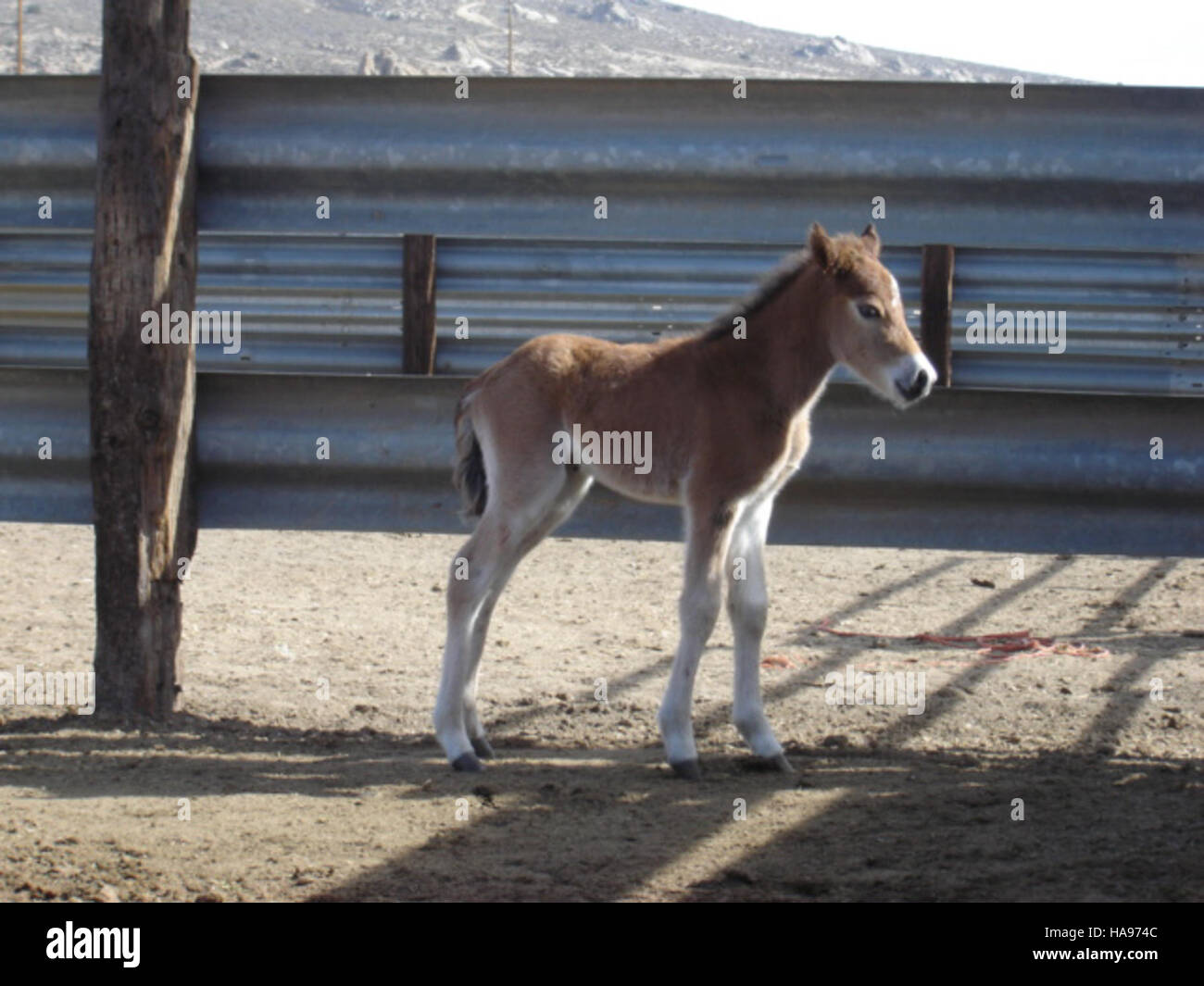 A newborn filly was photographed on Deer Run Road in Nevada. The young ...
