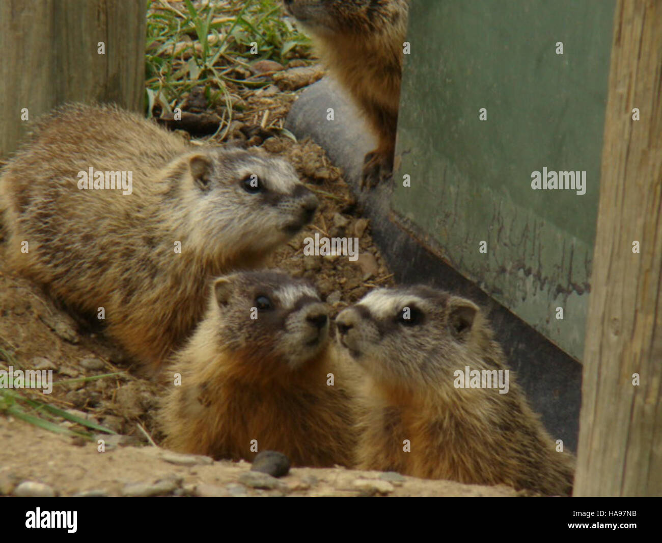 This photograph features a Yellow-bellied Marmot, a species of rodent ... - Rodent Habitat With Multiple Features