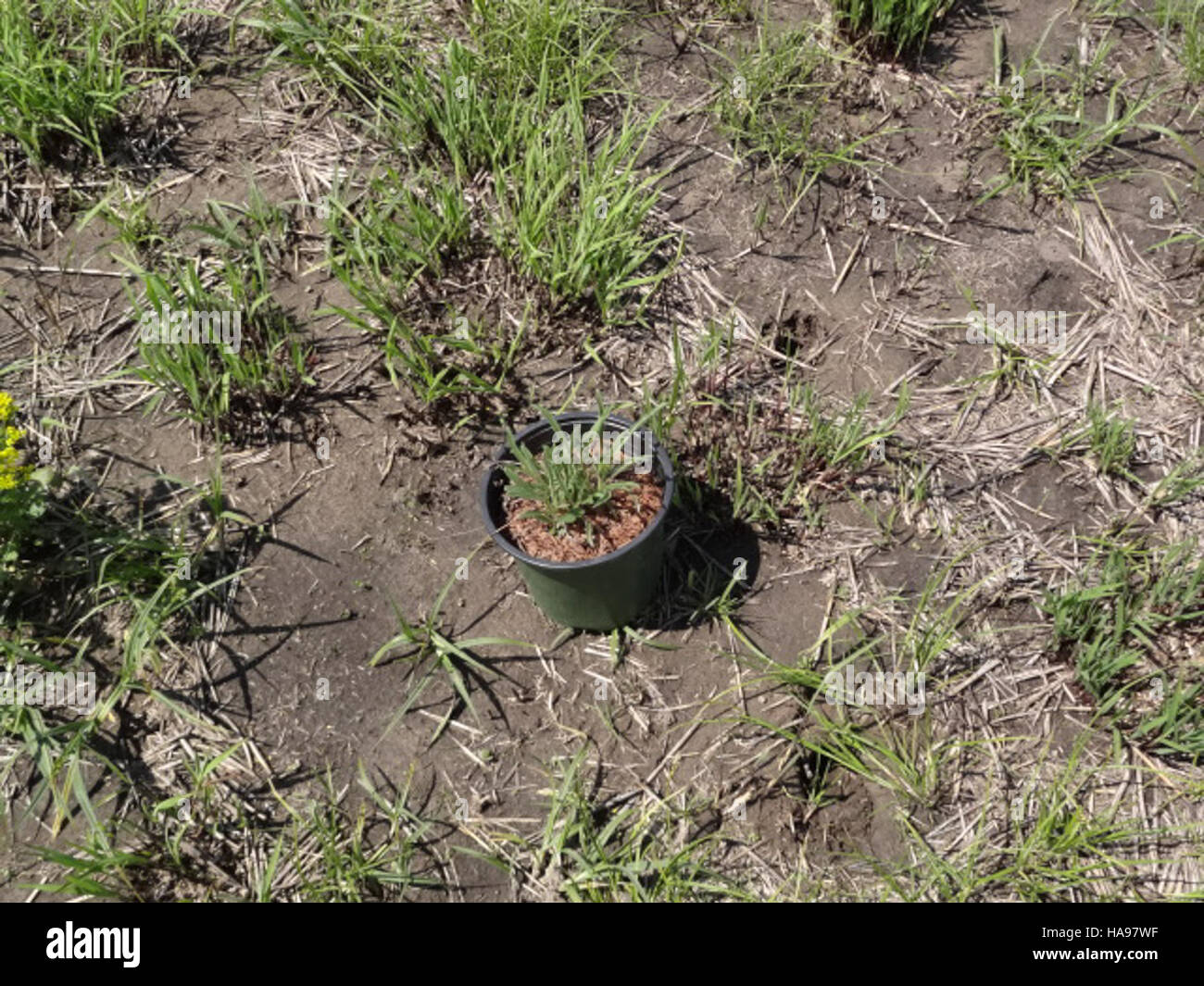 This image showcases a Butterfly Milkweed seedling, an important plant species for pollinators, highlighting its role in supporting butterfly populations in natural habitats. Stock Photo