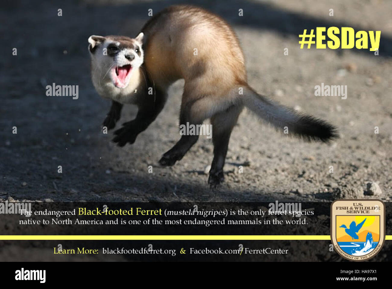 This photograph marks Endangered Species Day, captured by the U.S. Fish ...
