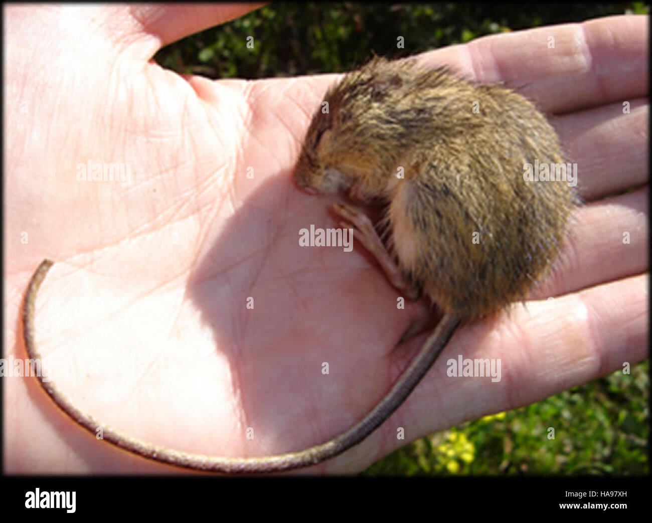 usfwsmtnprairie 8797200631 Preble's Meadow Jumping Mouse Stock Photo