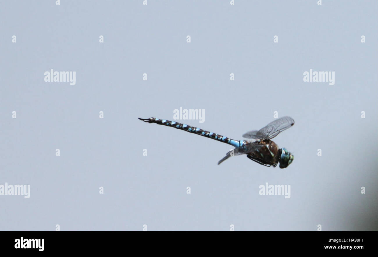 Thrive Insects A Variable Darner dragonfly is observed in a national park ...