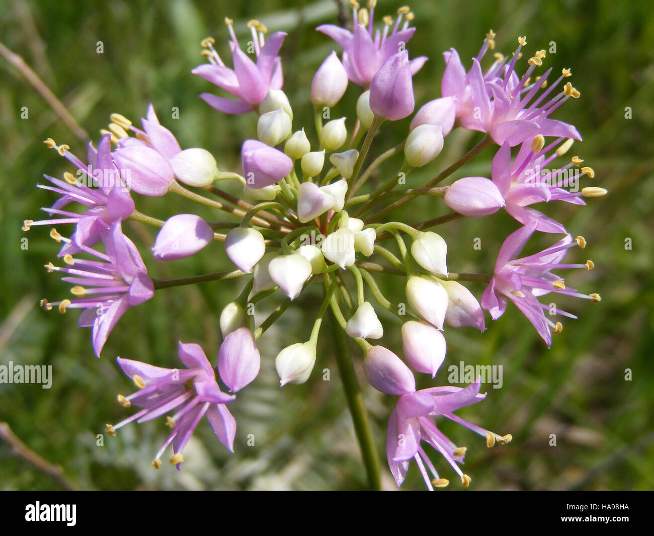 Species of onion hi-res stock photography and images - Alamy