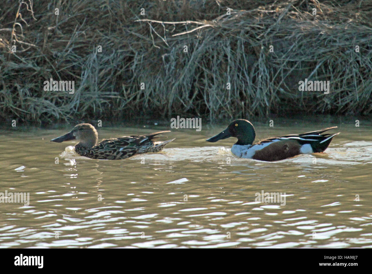 Image showcasing Duck Mating Season: Managing Aggression, Ratios, and Reproductive Health