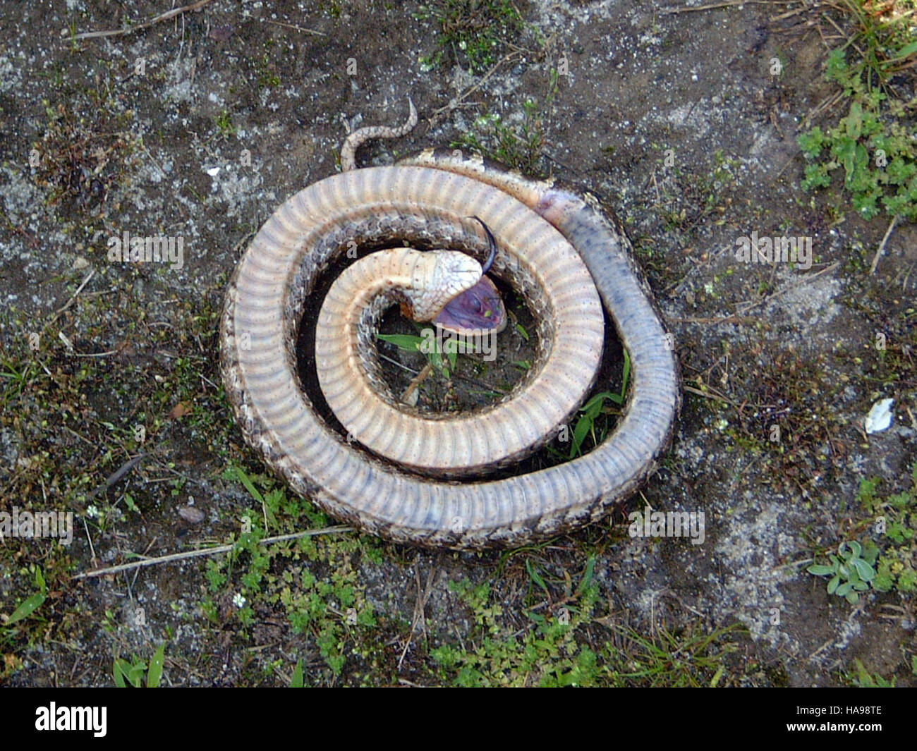 Eastern hognose snake playing dead - Heterodon platyrhinosj Stock