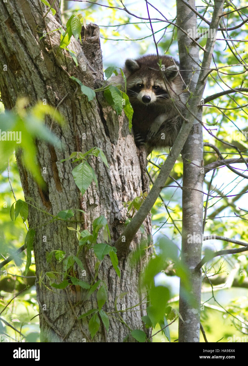 Raccoons, a common species in National Parks, are a nocturnal mammal ...