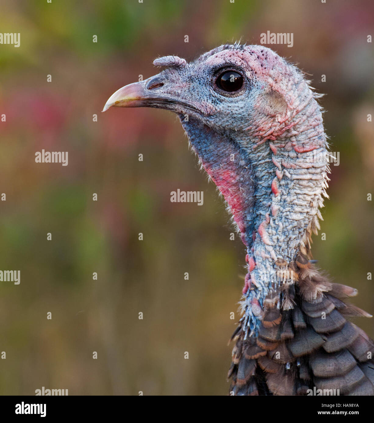 A turkey is observed within a national park, illustrating the species ...