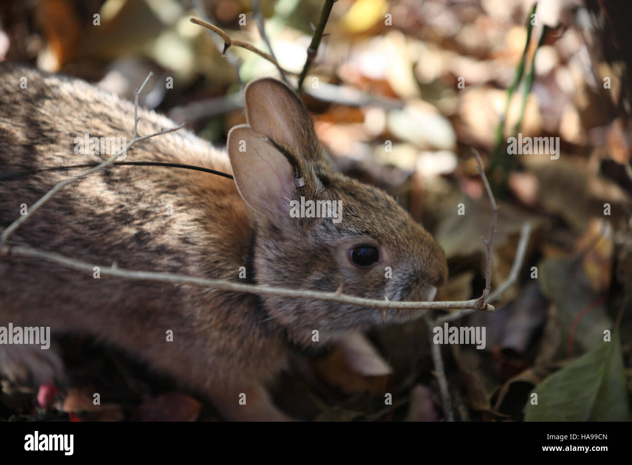 Focused effort on conservation hi-res stock photography and images - Alamy