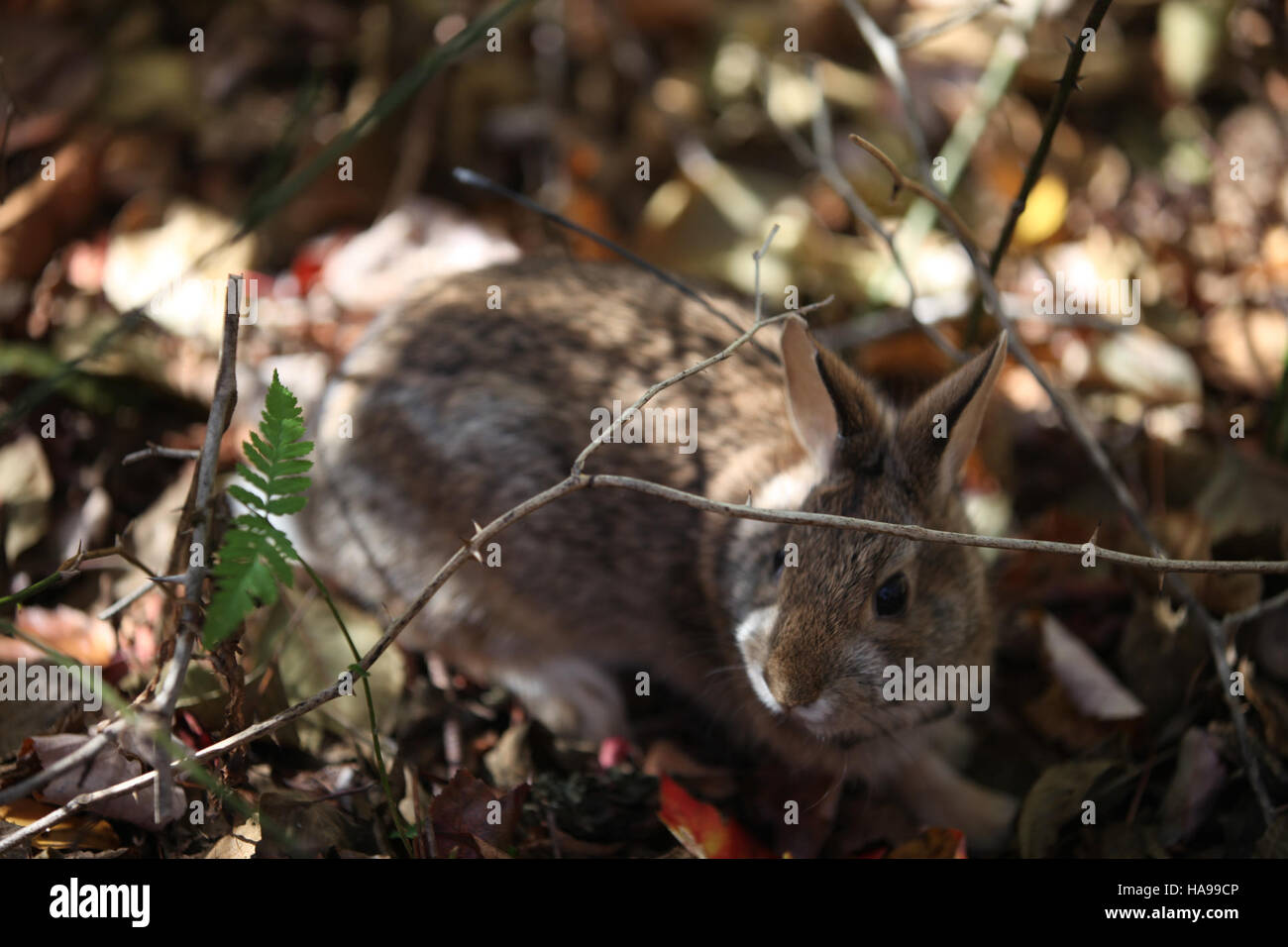 The New England Cottontail, a species protected by the U.S. Fish and ...