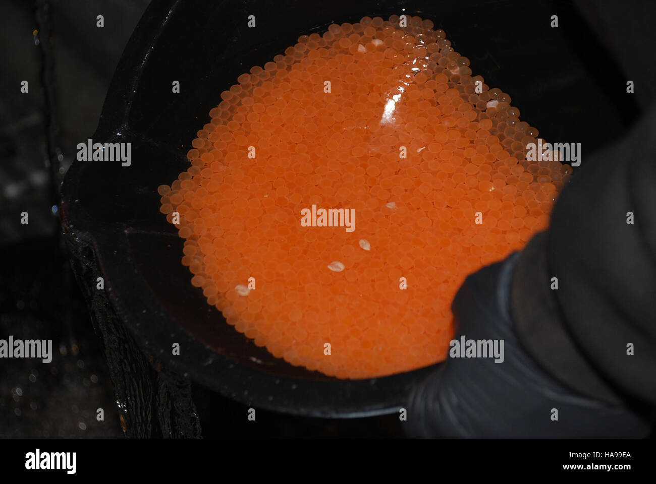 usfwsnortheast 15690626528 Atlantic salmon eggs at Craig Brook National