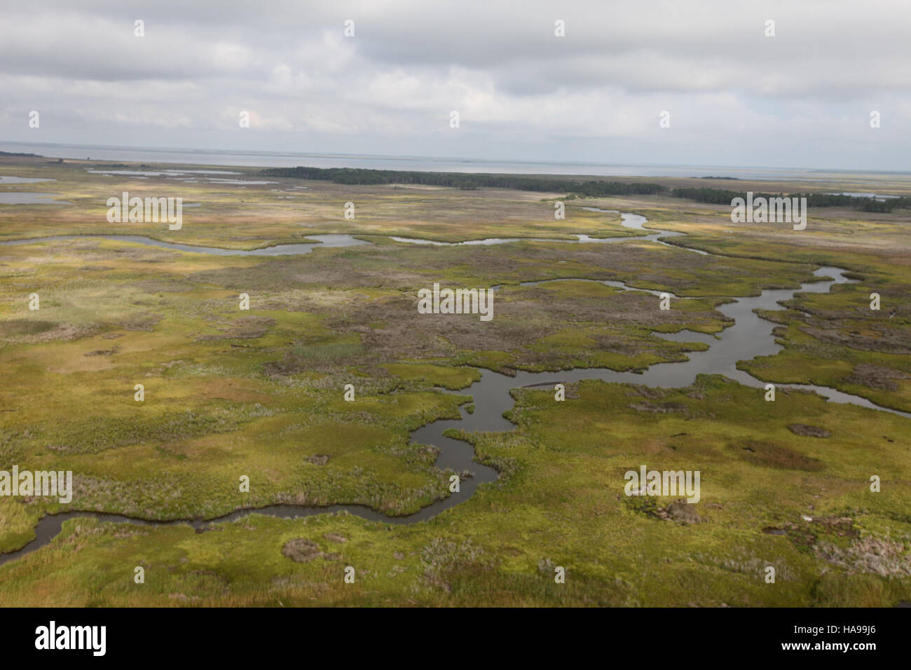 usfwsnortheast 16042996624 Day 4 Nanticoke River in Maryland