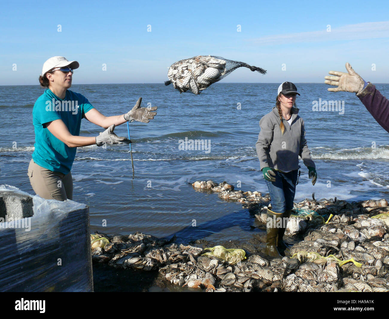 Efforts to restore and protect aquatic species include bagging shells ...