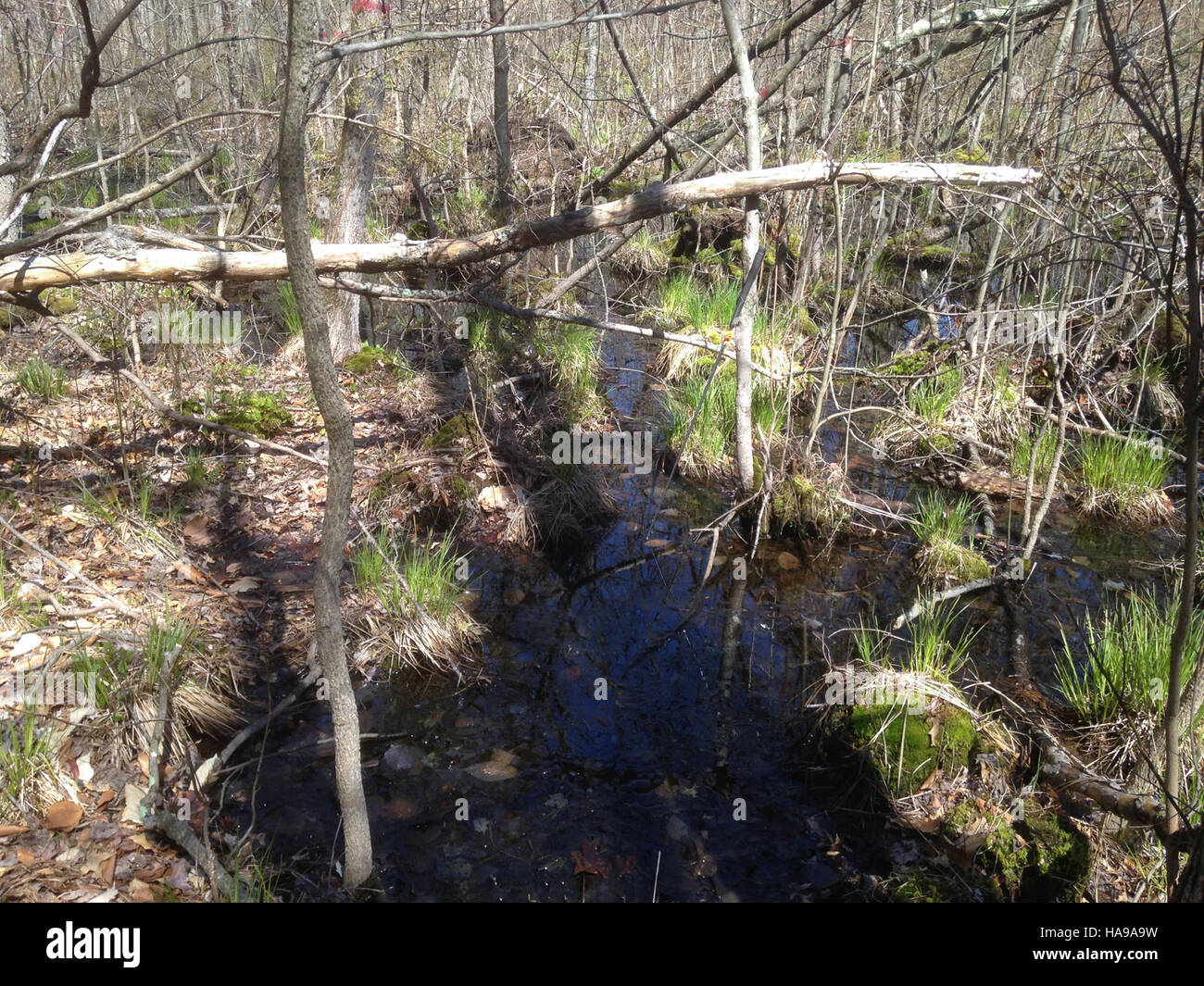 usfwsnortheast 30982171811 Spotted turtle spring swamp habitat - Great Swamp National Wildlife Refuge Stock Photo