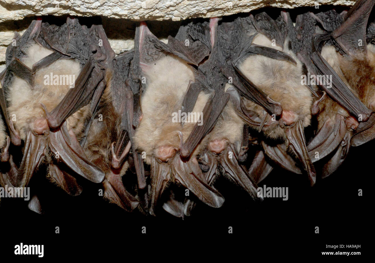 Big eared bats hi-res stock photography and images - Alamy