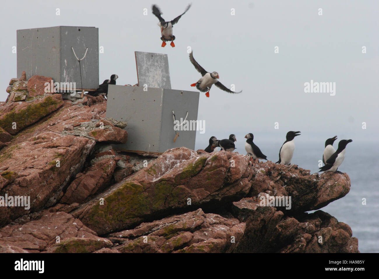 This image shows puffins flying over capture boxes, part of a wildlife ...