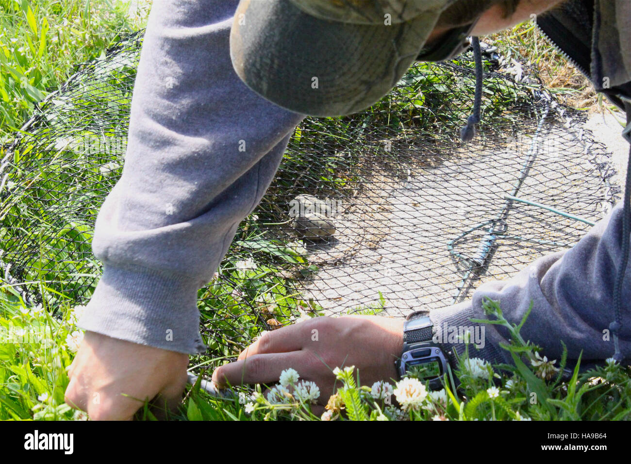 Setting traps hi-res stock photography and images - Alamy
