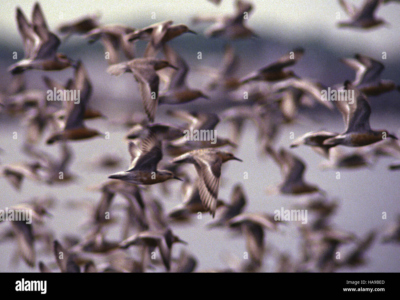 usfwsnortheast 5269144859 Red Knots in Flight Stock Photo - Alamy