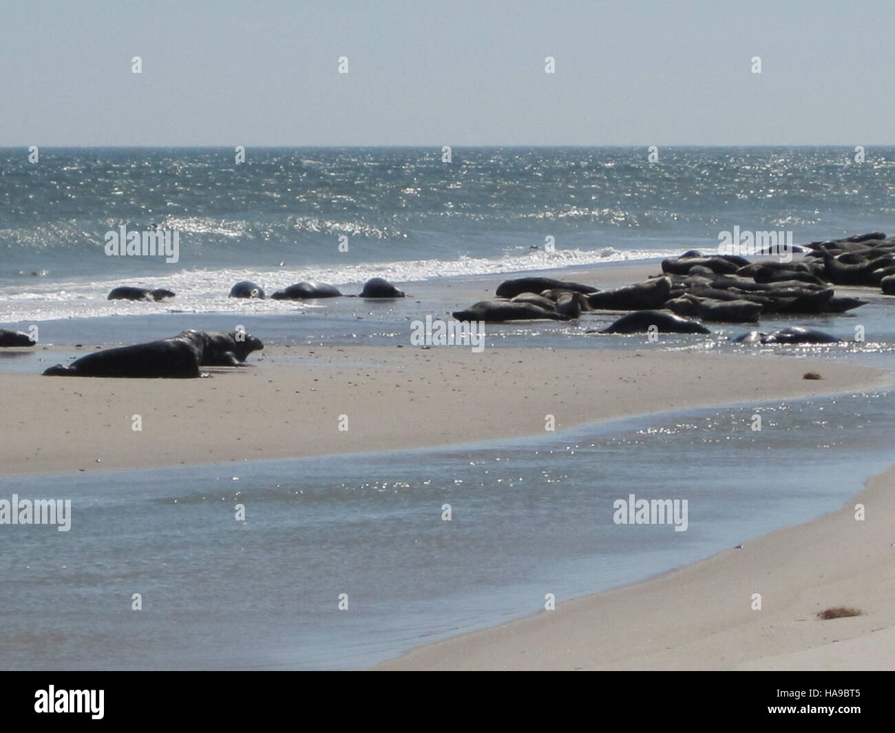 usfwsnortheast 5527632439 Seals on South Monomoy Island Stock Photo