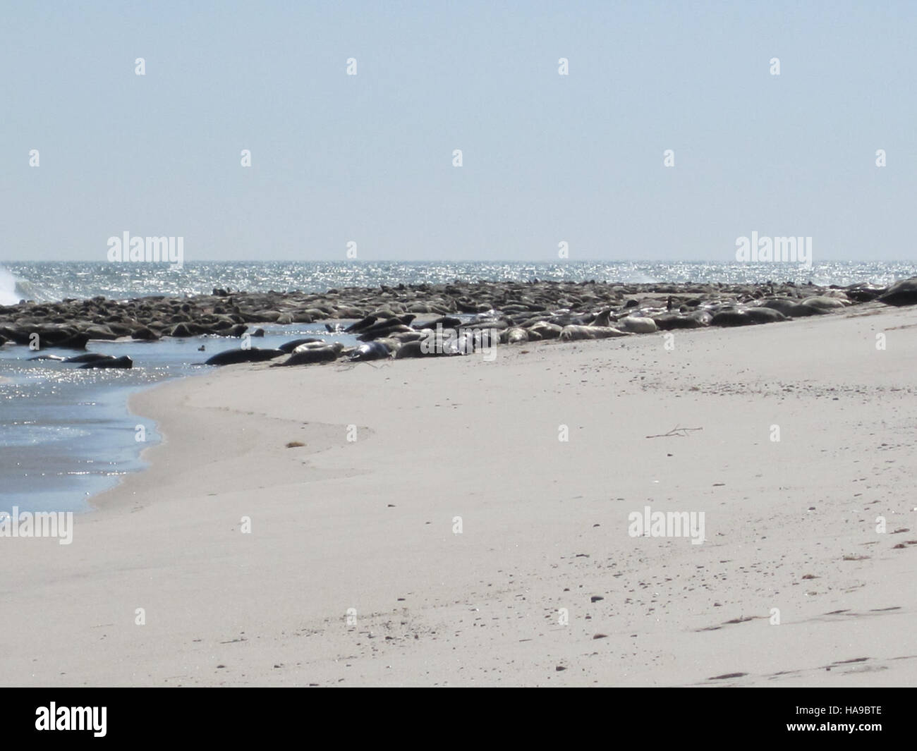 usfwsnortheast 5528221822 Seals on South Monomoy Island Stock Photo