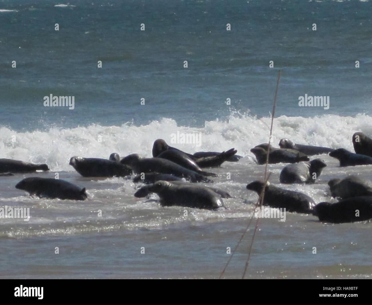 usfwsnortheast 5528222730 Seals on South Monomoy Island Stock Photo