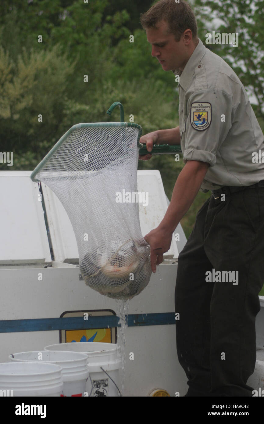 usfwsnortheast 5685026316 Stocking the pond Stock Photo Alamy