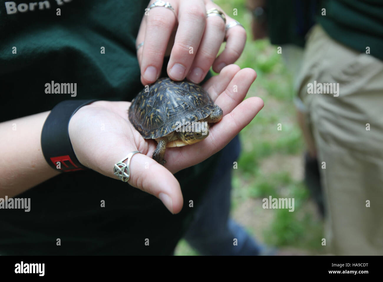 Blanding's turtle hi-res stock photography and images - Alamy
