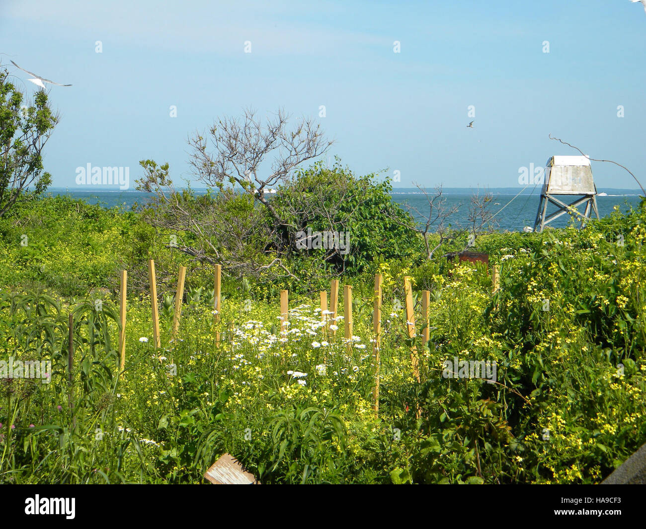 usfwsnortheast 5912654311 Great Gull Island, NY Stock Photo - Alamy