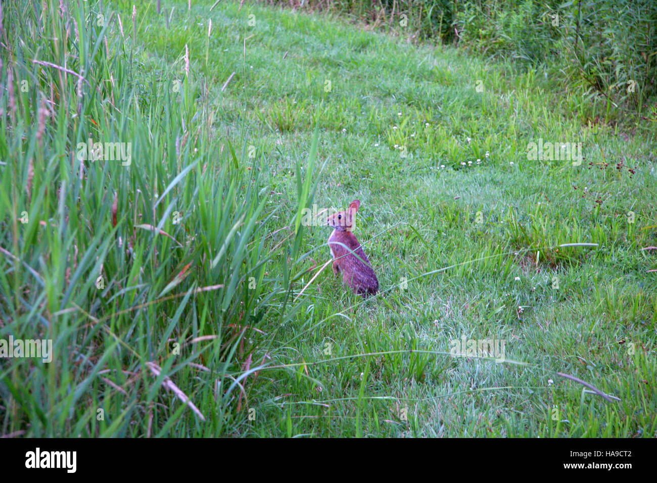 The New England cottontail, an endangered species, is found in specific ...