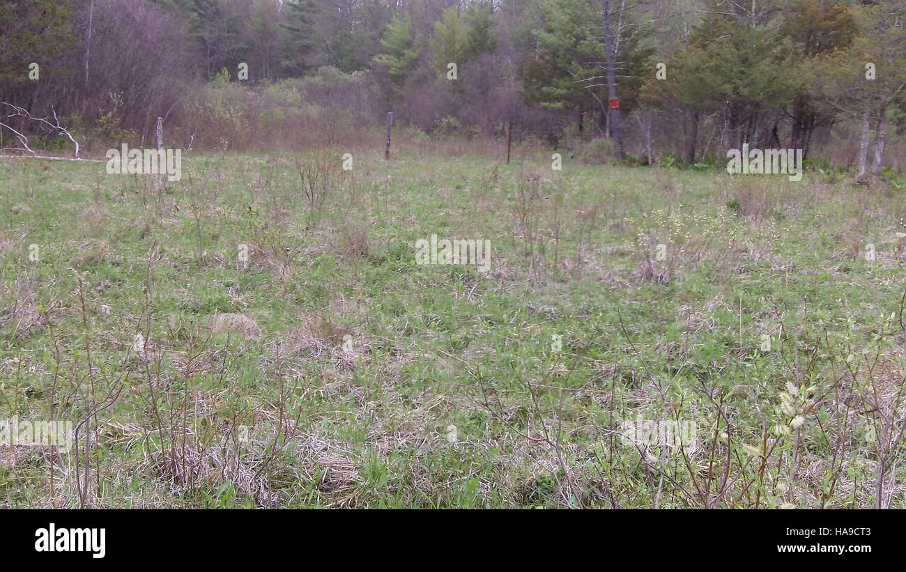The New England cottontail habitat, protected by the U.S. Fish and ...
