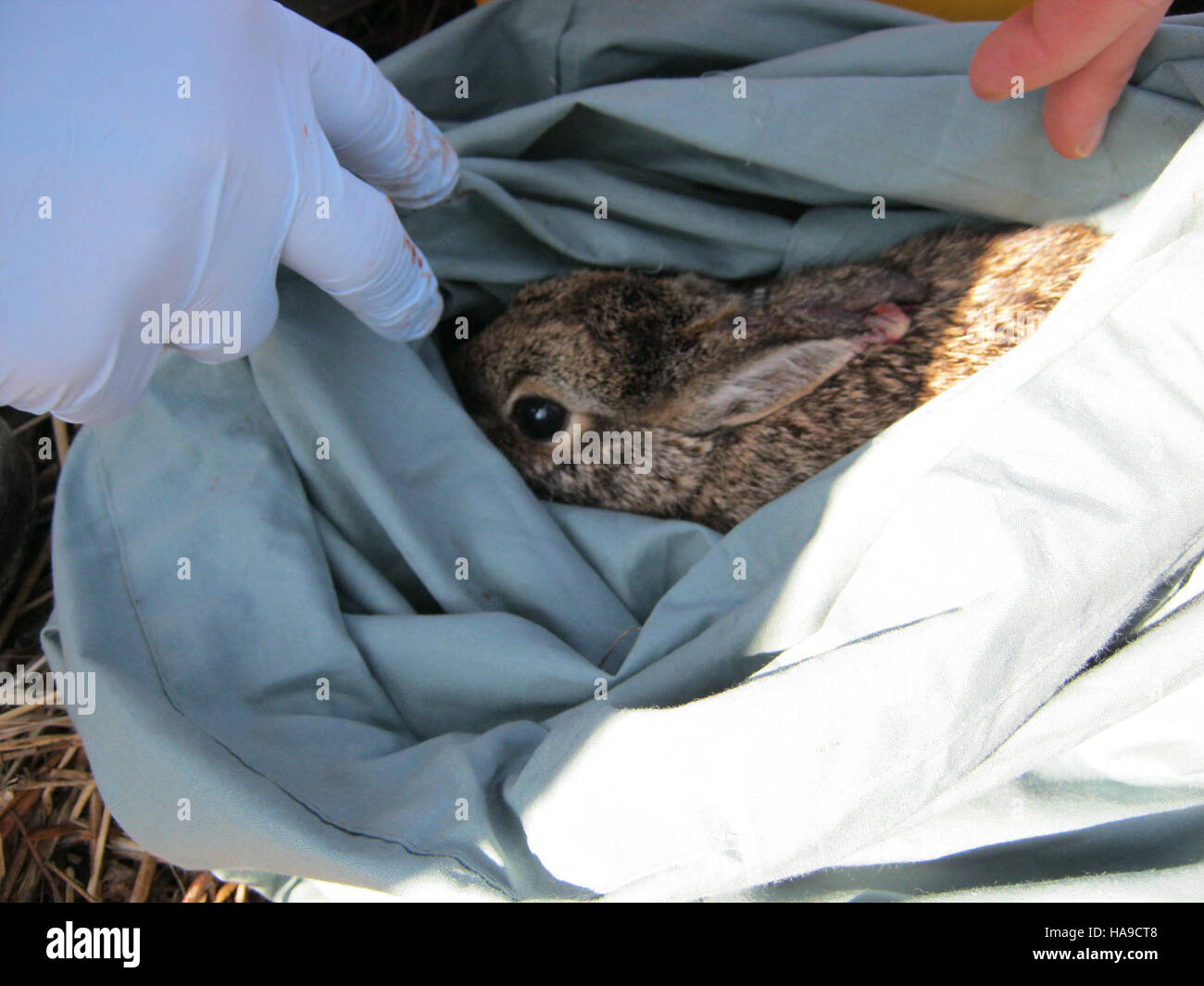 The search for New England Cottontails at a National Park highlights ...