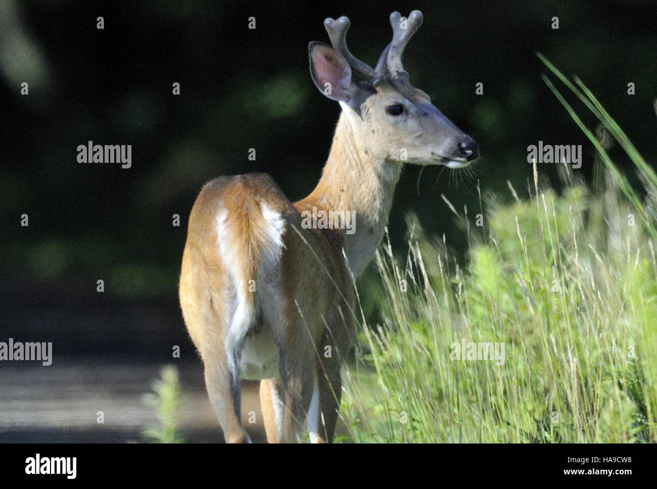 A Whitetailed Deer is featured in this photo of the