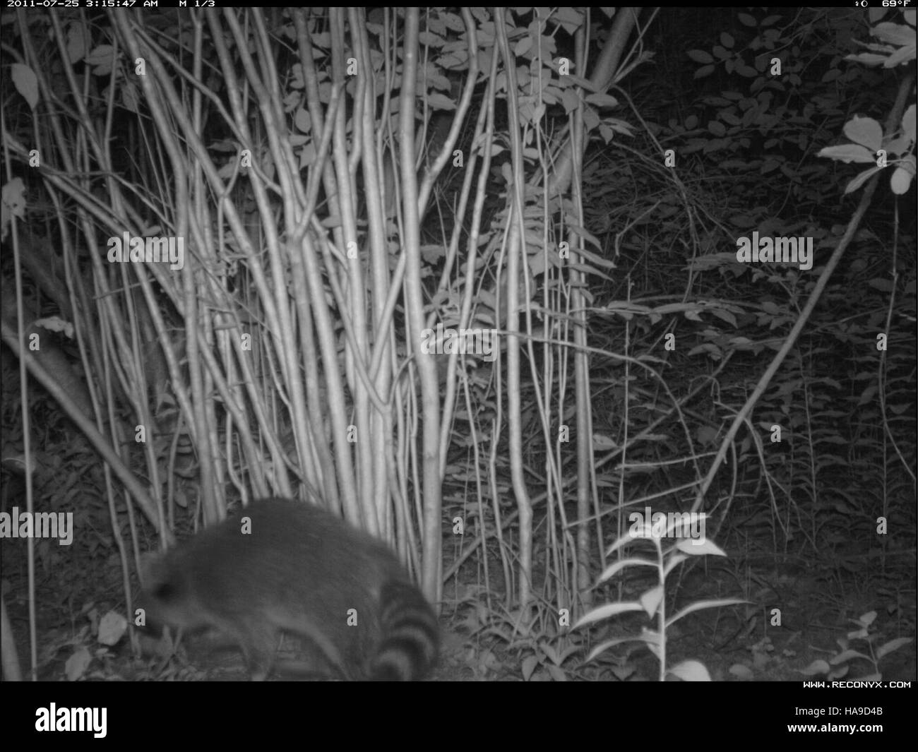 The raccoon, a common species in North American national parks, plays ...