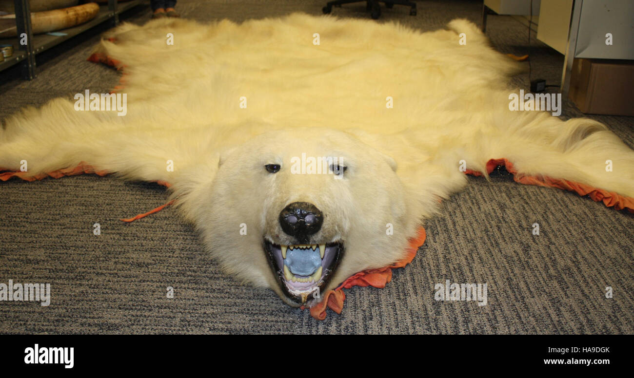 usfwsnortheast 6103514351 Polar bear skin seized in N.J Stock Photo Alamy