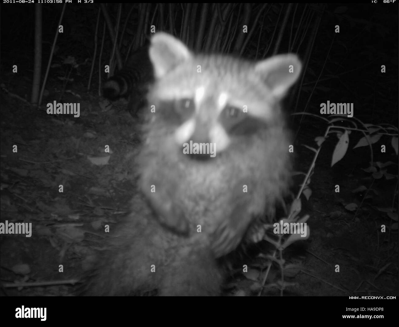 A raccoon in its natural habitat, captured in a national park managed ...