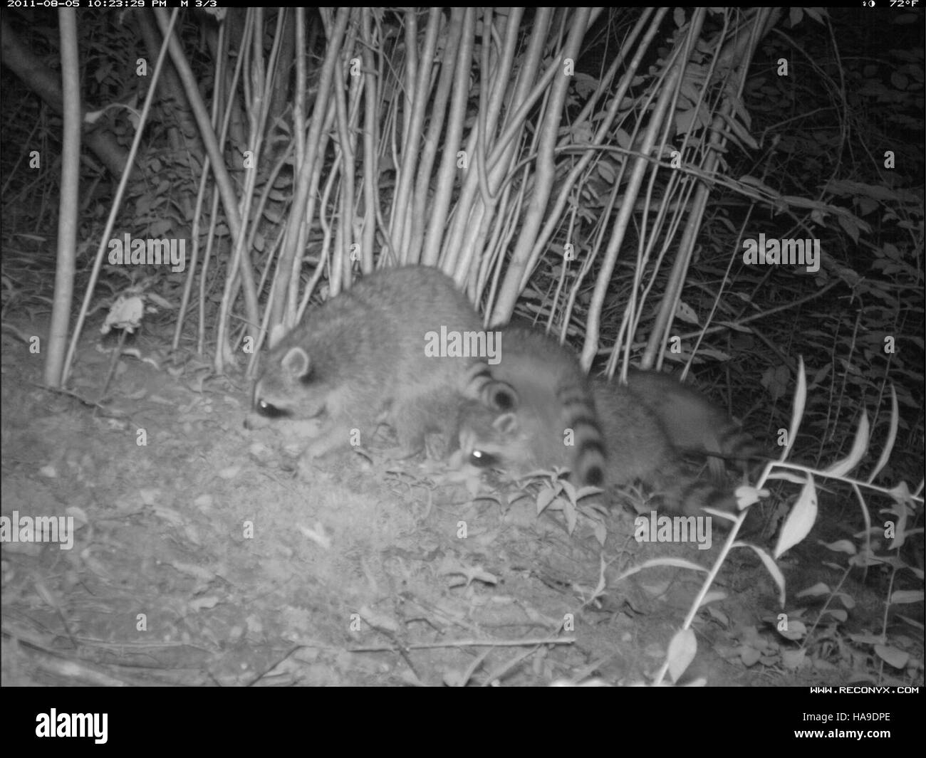 A family of raccoons is observed in their natural habitat in a U.S ...